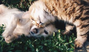 Lend An Ear Tonight For The Needs Of Your Furkid Life is Ohsem (Draft1) - Life is Ohsem