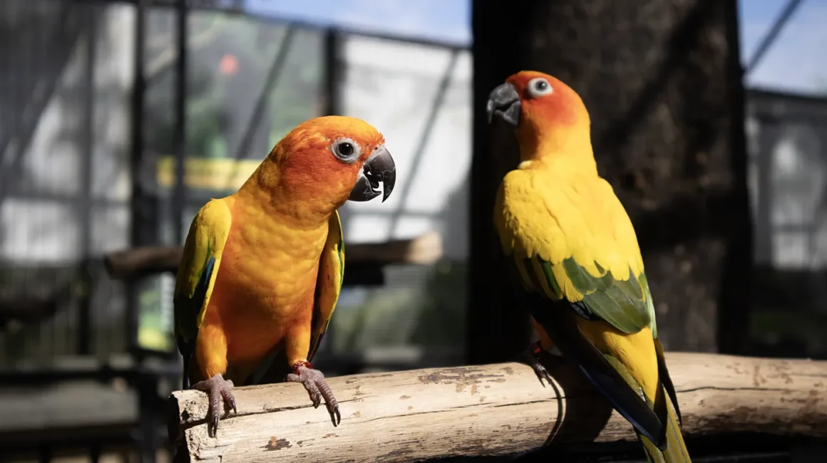 7 Petting Zoo and Farm Animals Around Selangor - Life is Ohsem