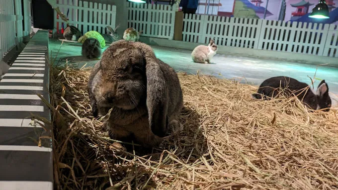 7 Petting Zoo and Farm Animals Around Selangor - Life is Ohsem