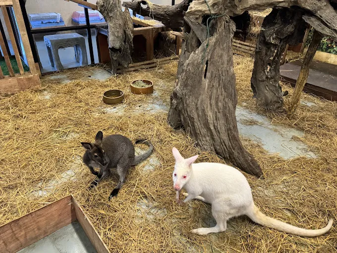 7 Petting Zoo and Farm Animals Around Selangor - Life is Ohsem