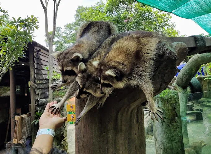 7 Petting Zoo and Farm Animals Around Selangor - Life is Ohsem