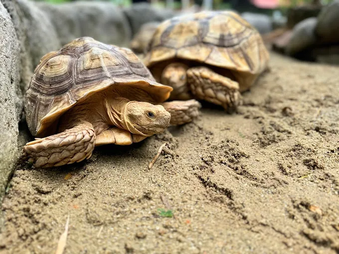 7 Petting Zoo and Farm Animals Around Selangor - Life is Ohsem