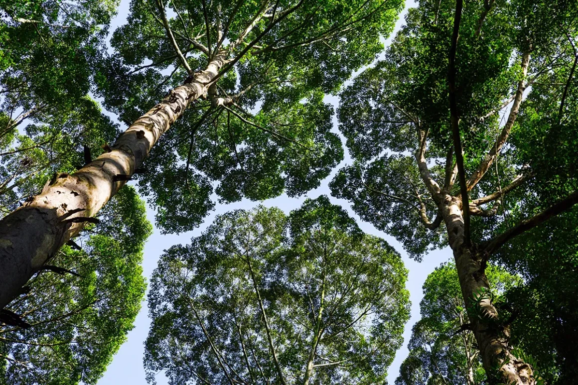 Embark on a Soulful Tourism Across Selangor